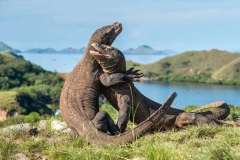 Komodo-Rinca2